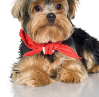 Long-haired Yorkie with a soft, brushed coat