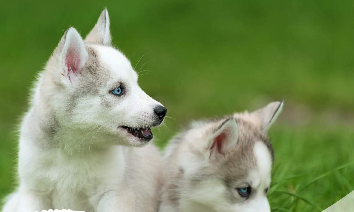 Husky puppies with a healthy coat