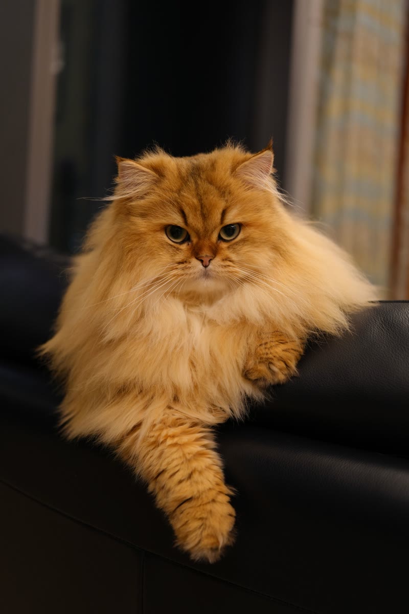 Long-haired cat with a well-groomed coat